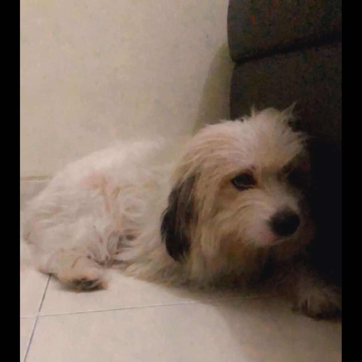 open-adopt-shih-tzu-mix-betina--OT6WX8A4B0