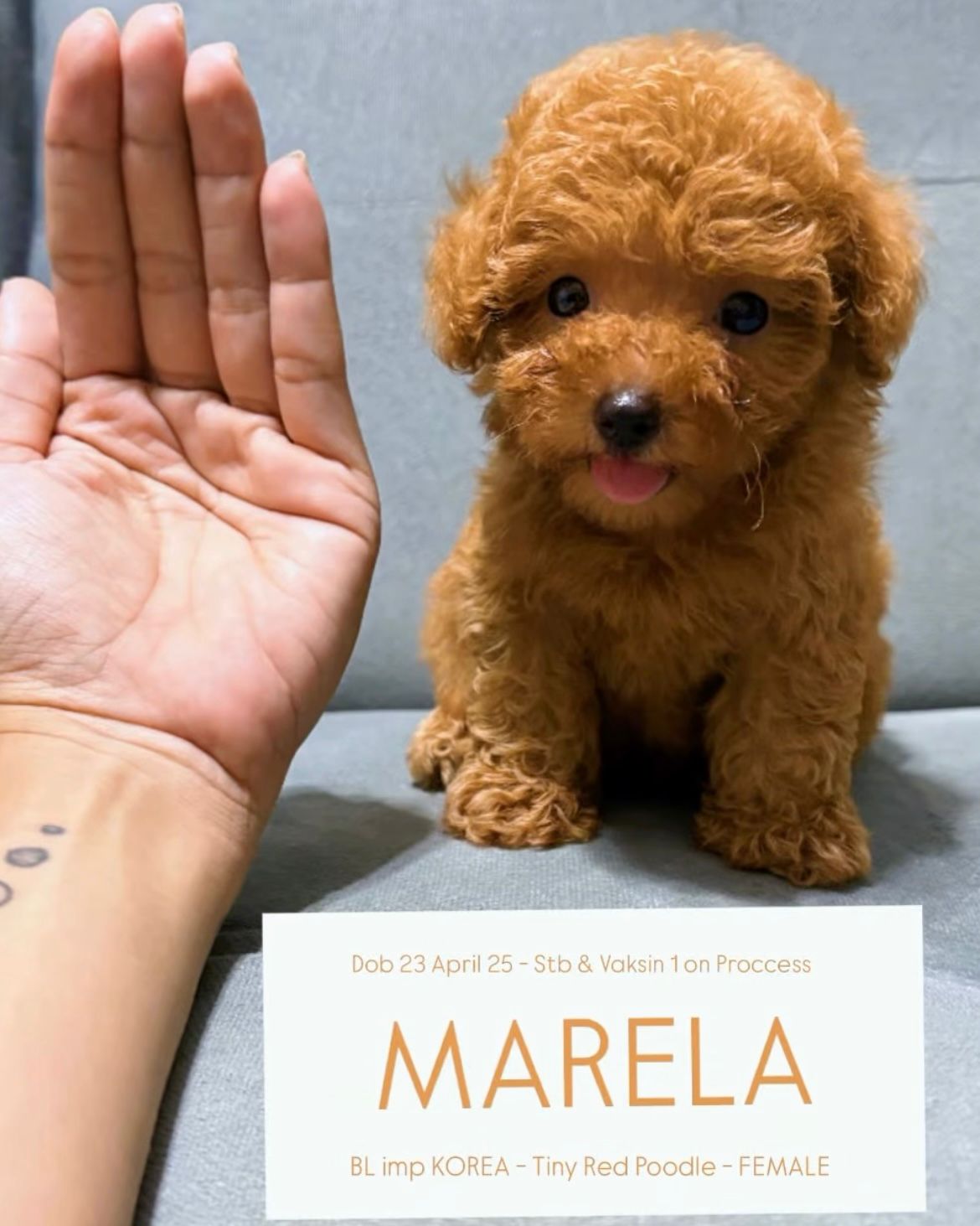 -adopt-tiny-red-poodle--female-E45ZV7W7D8