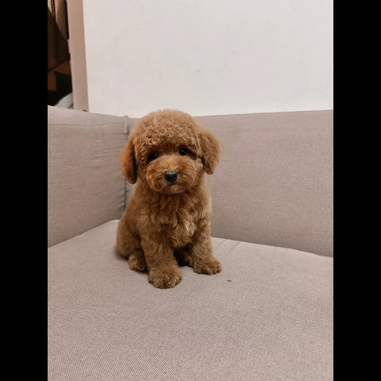 adopt-rocky-red-toy-poodle-4TNJJ640Q4