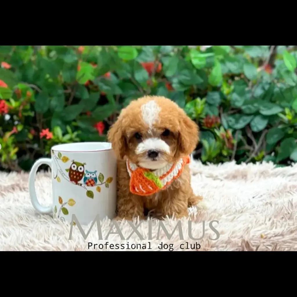 adopt-poodle-male-maximus-XDUEA4VA24