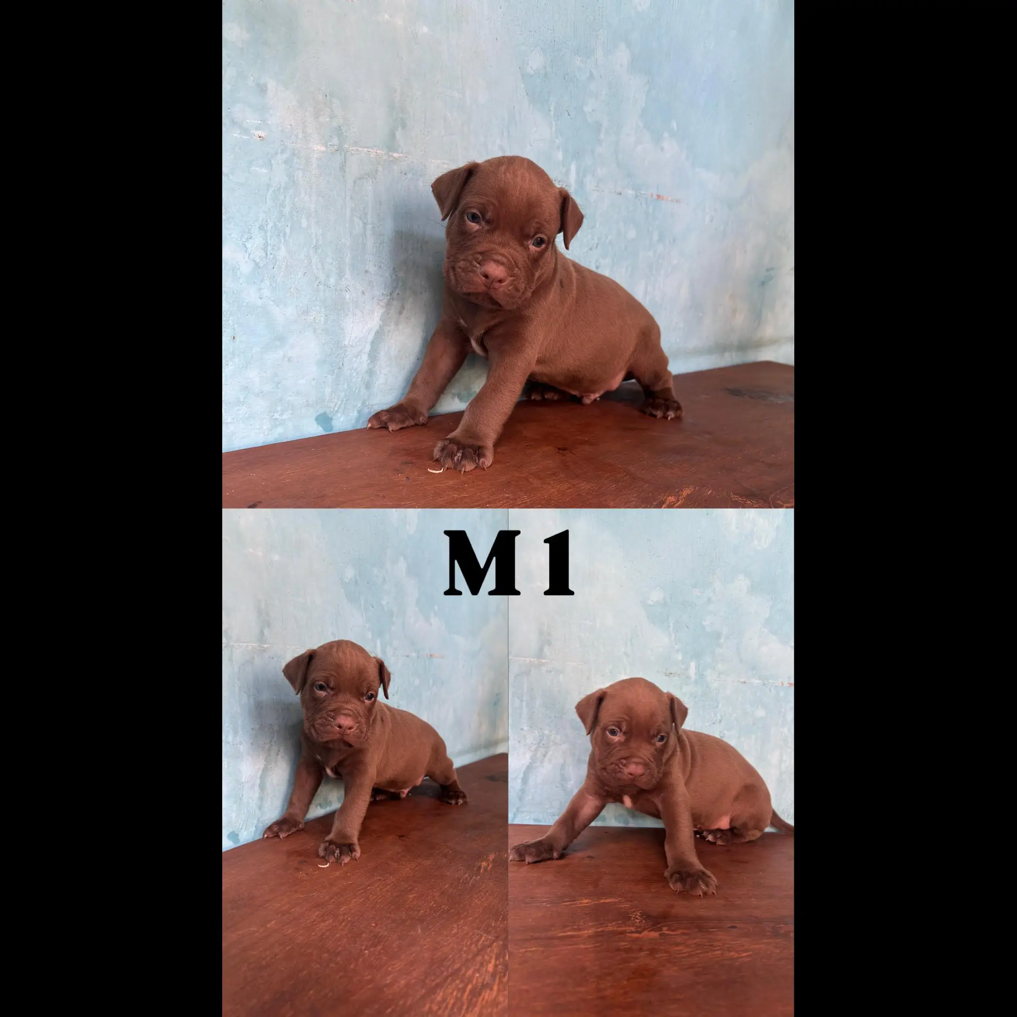 adopt-pitbull-female-S5SUZ2M7UT