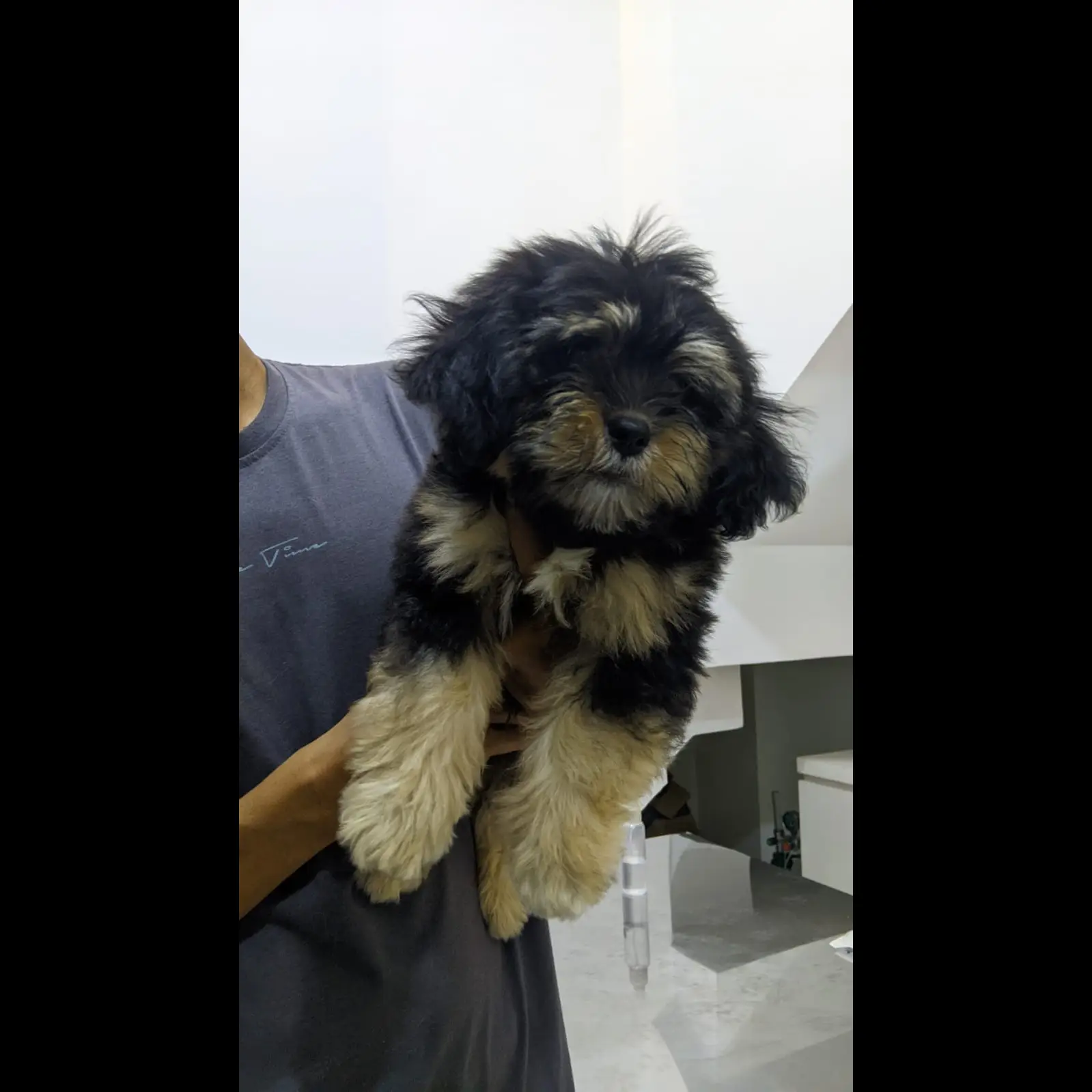 adopt-shih-tzu-jantan-umur-7-bulan-J0S1U7IZYL