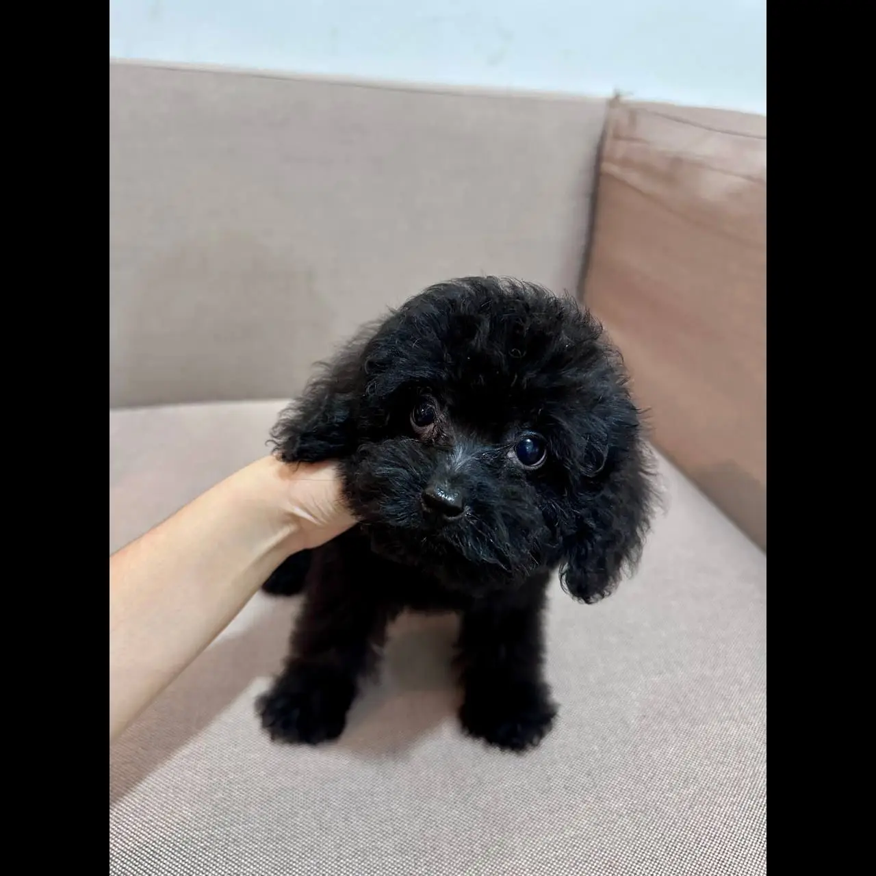 adopt-black-tiny-poodle-JM48IN1I53