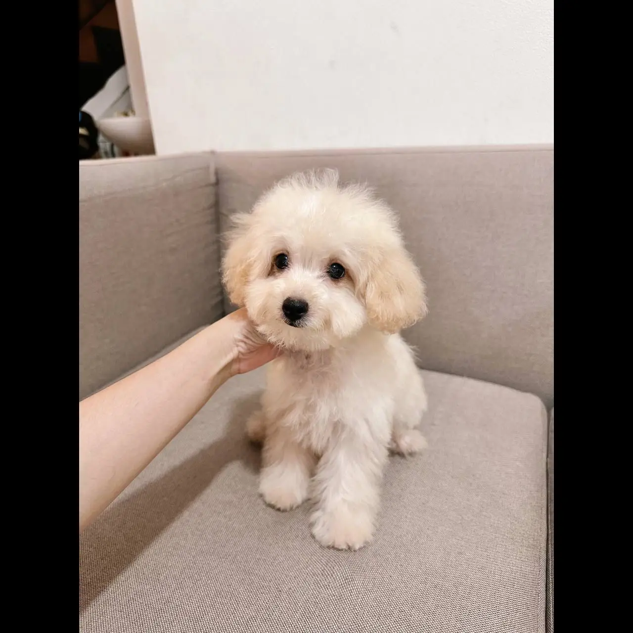 adopt-male-maltipoo-maltese-x-poodle--4ABXER0054