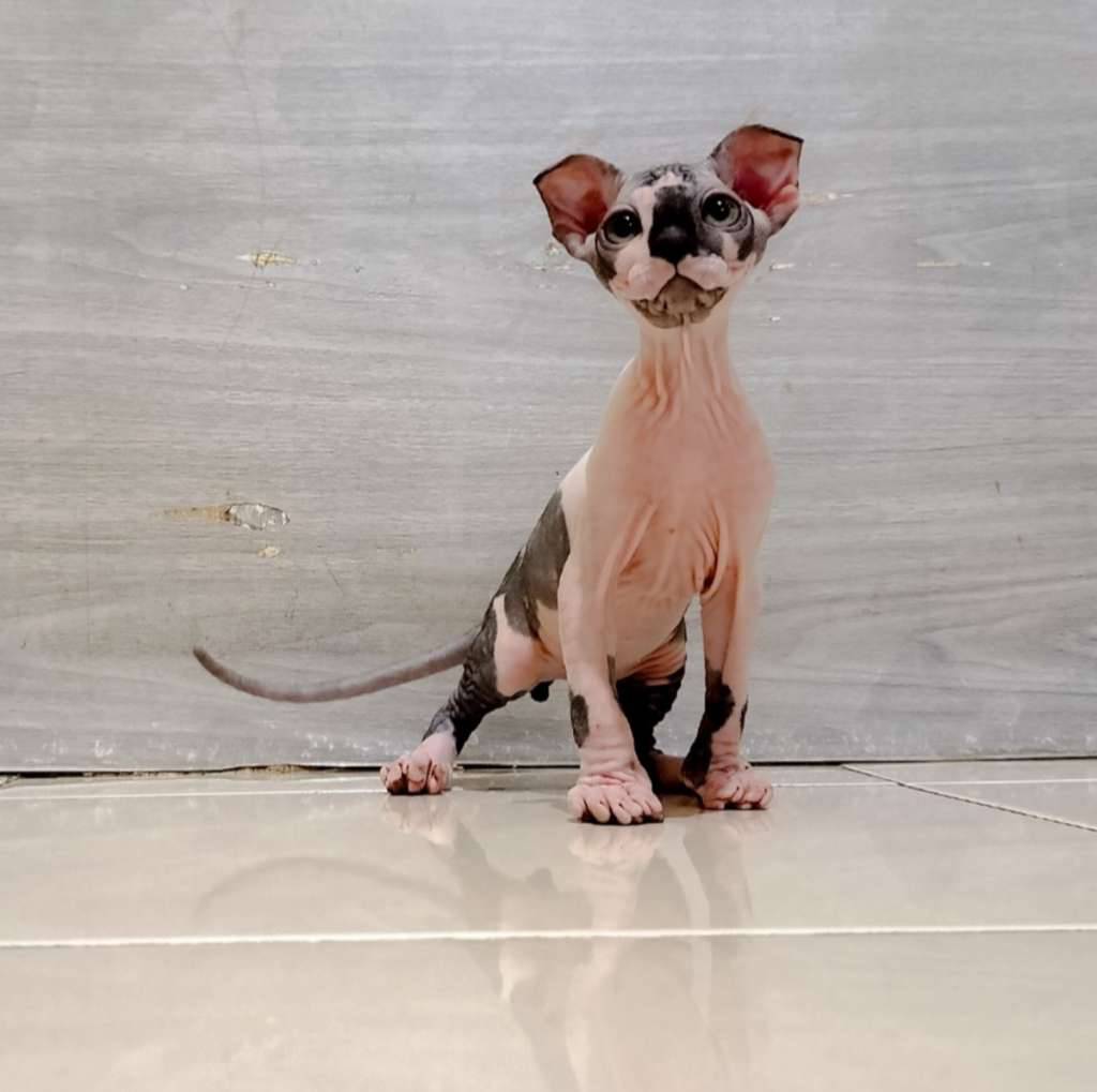 sphynx-levkoy-J4XHK927Q4