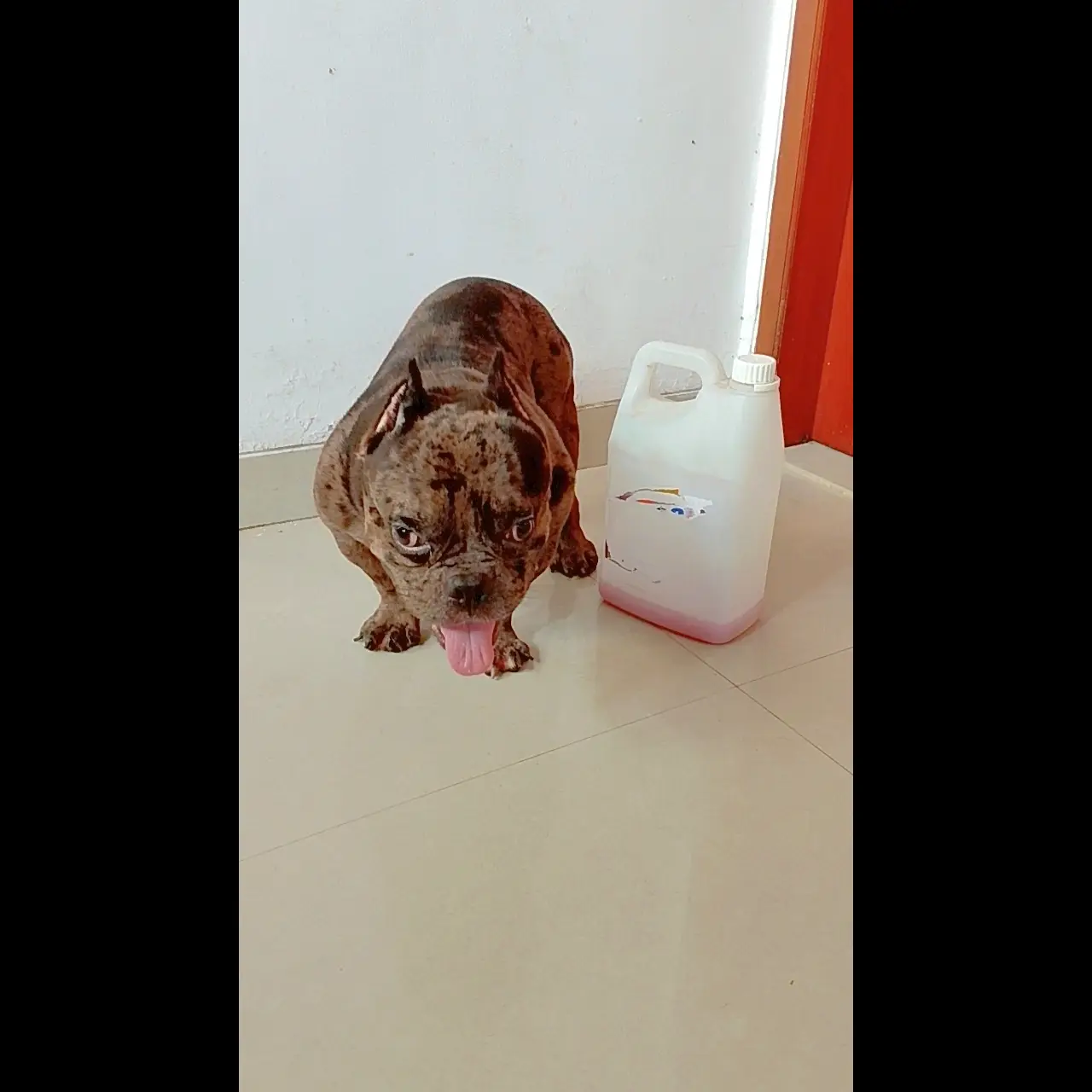 american-bully-exotic--AQI4WP6NPA
