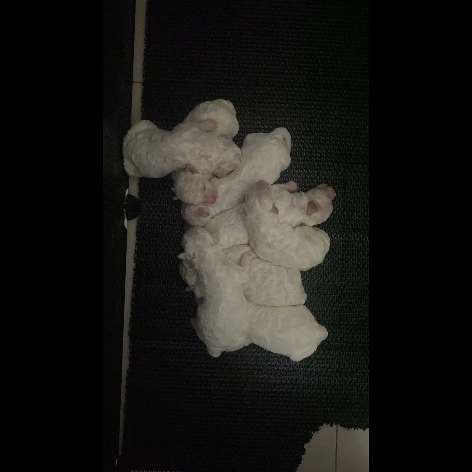 adopsi-bichon-lahir-15-juni-akte--vaksi--lengkap-D4I4YB1U26