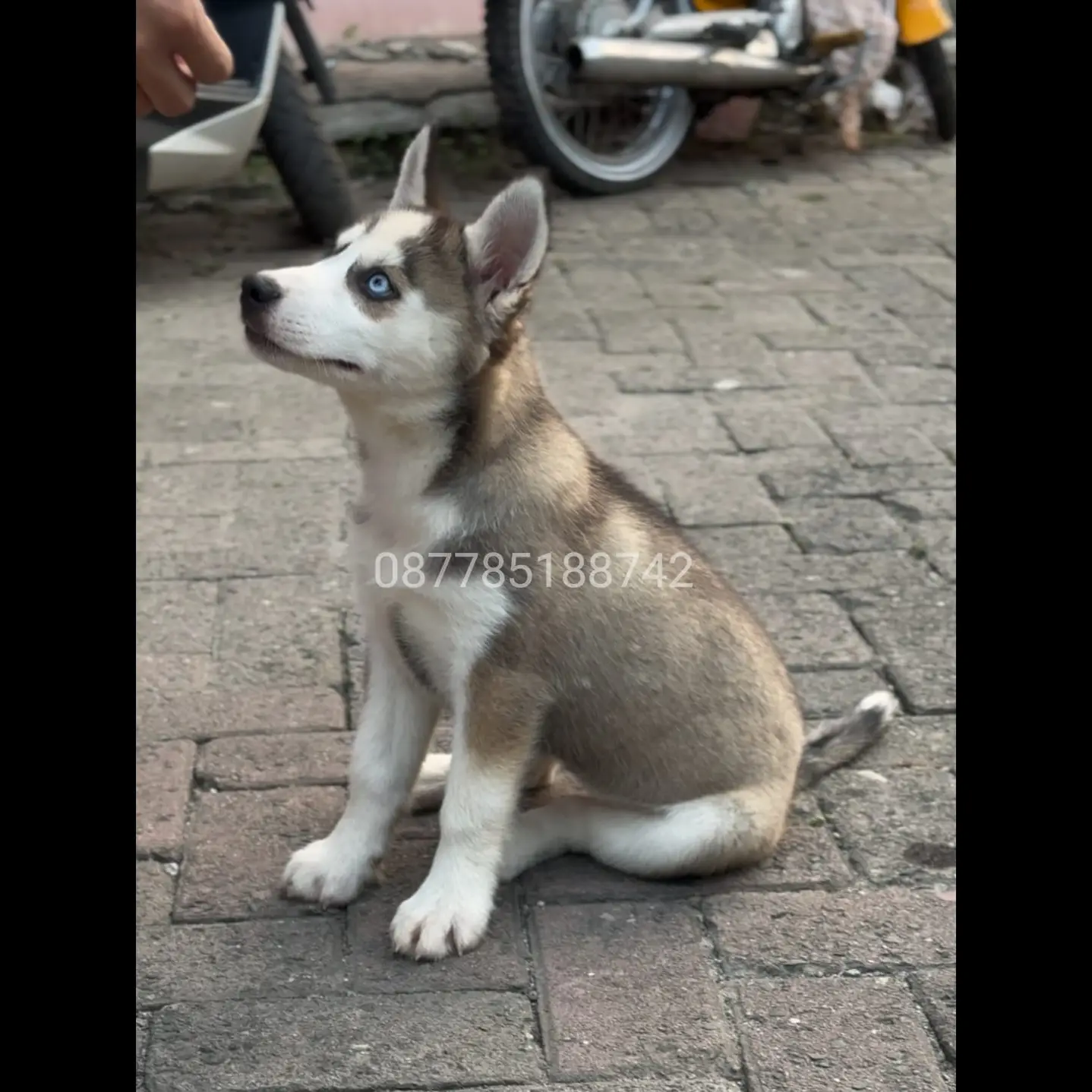 adopt-husky-betina-4-bulan-844L1JOX8Z
