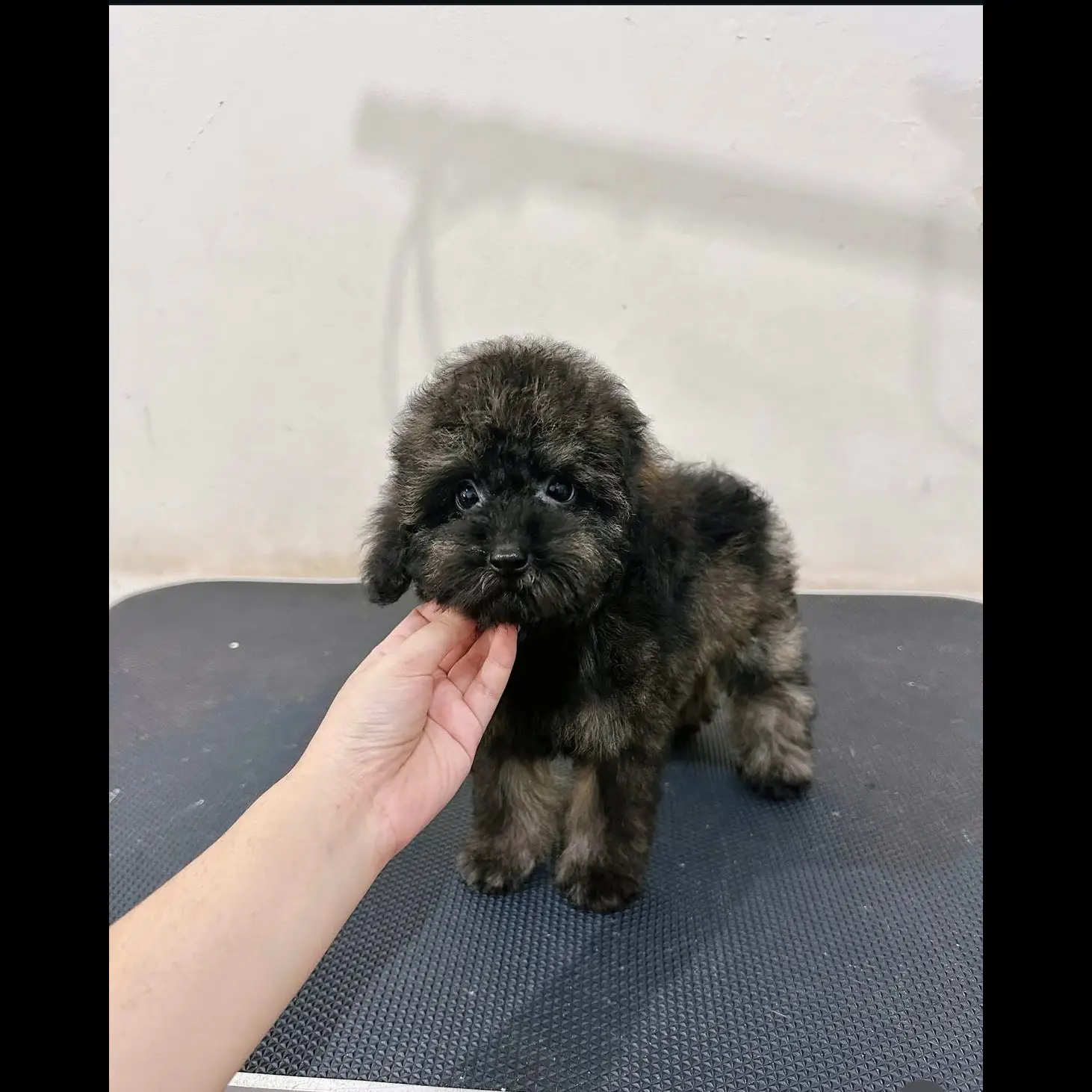 adopt-sable-tiny-poodle-F6F8IB7T3Z