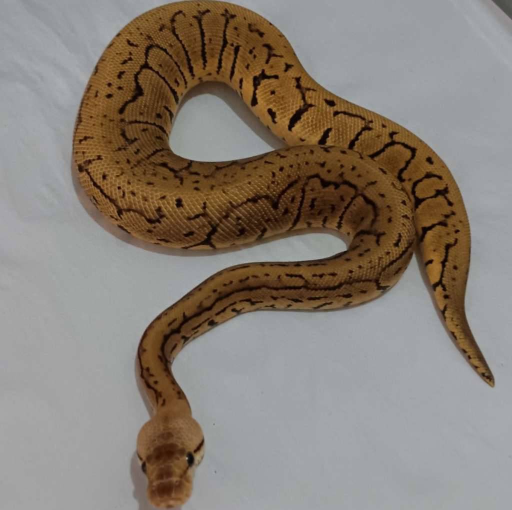 01-pastel-pinstripe-confusion-FF4MPVX8B0