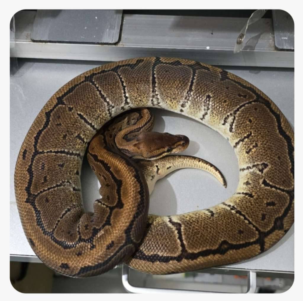 female-pinstripe-mahogany-proven-CYZ3H90EC7