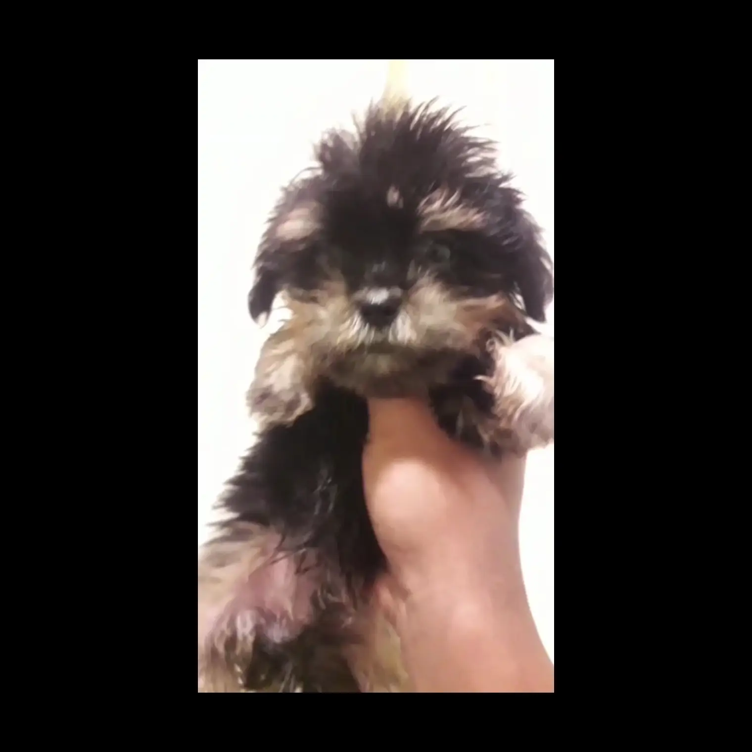 adopsi-mix-poodle-shitzu-800-rb-perekor-RTPER5Q5JO