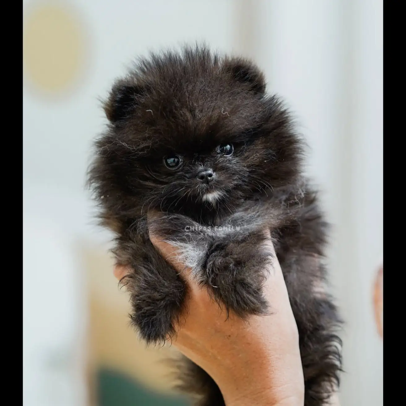 open-adopt-male-pom-hitam-manis-YA9Z11ZAI7