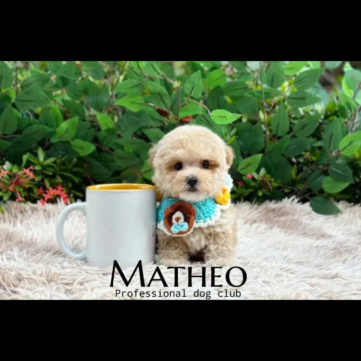 open-adopt-male-poodle-matheo-ZQGV09219H