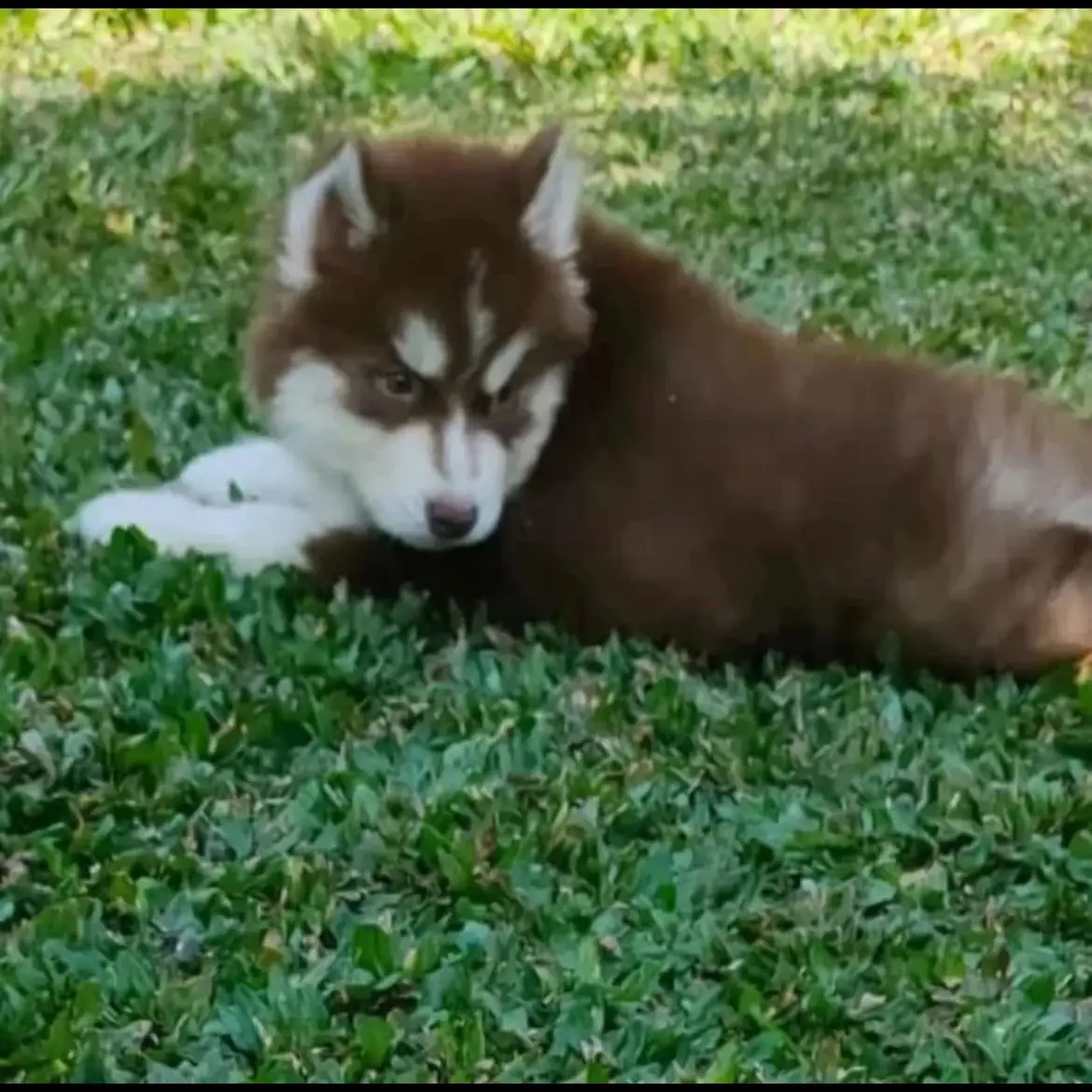 open-adopt-siberian-husky-betina-UUBO0C2S3A