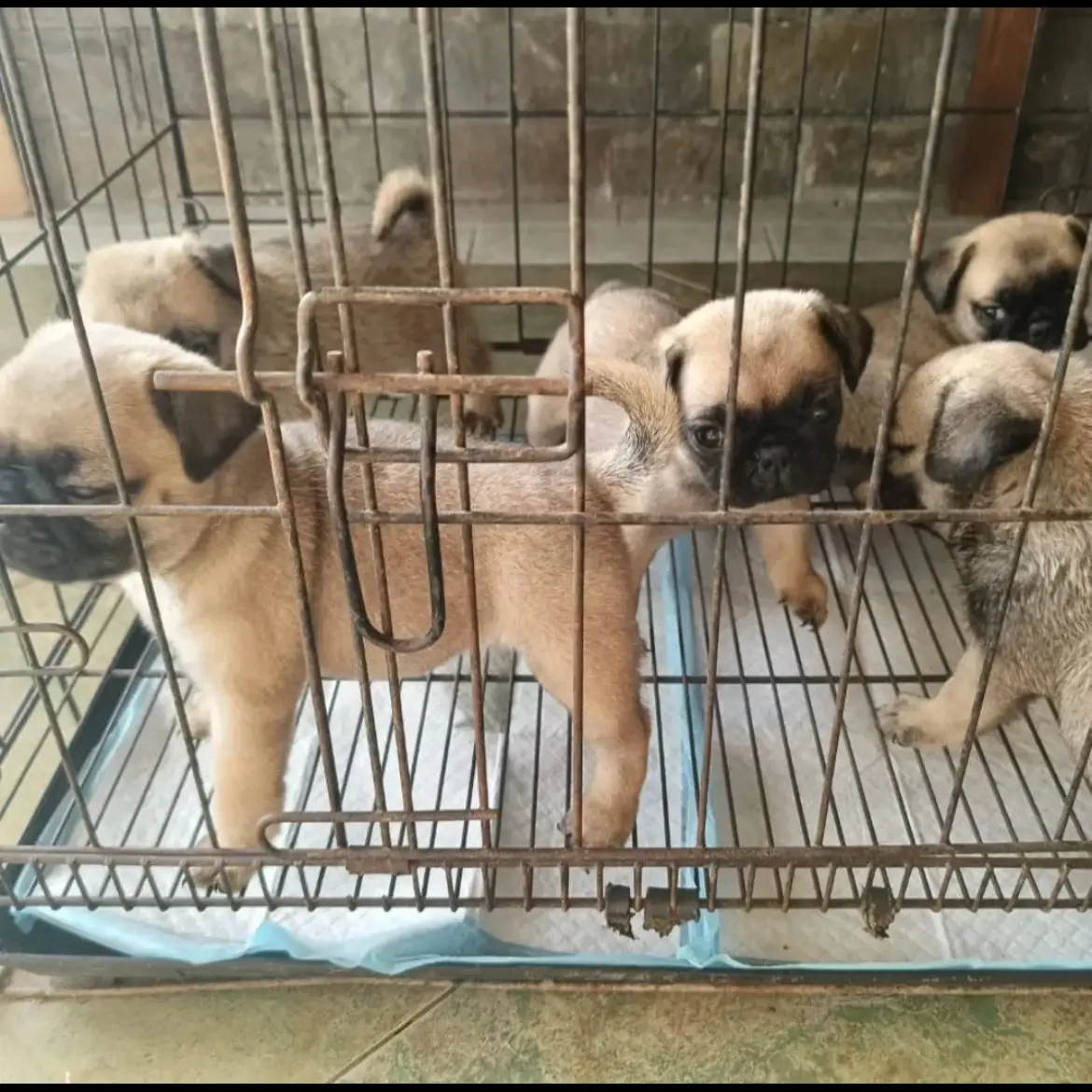 open-adopt-mini-pug-betina-V74DDRCCG0
