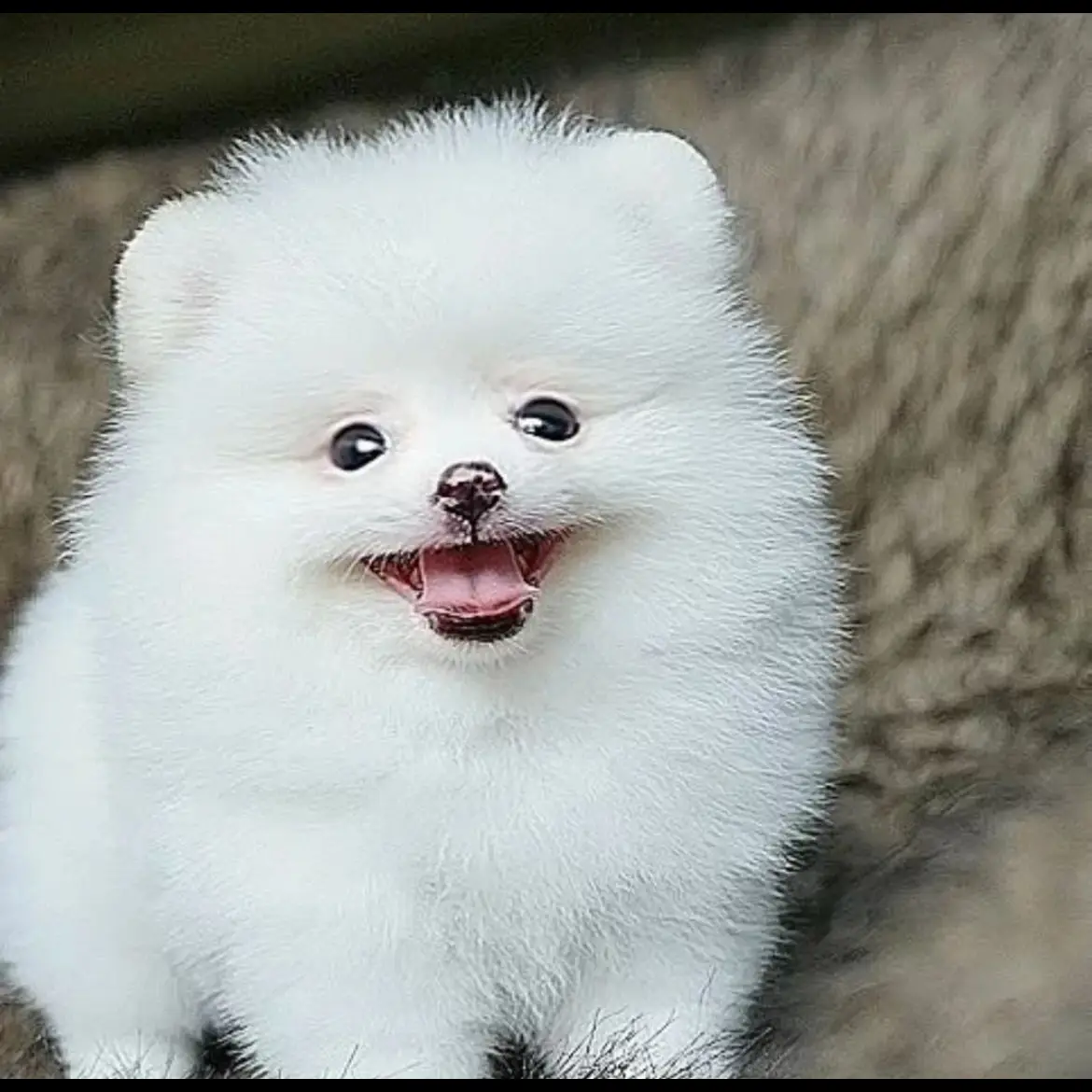 open-adopt-pom-jantan-L9OYSBIPOH