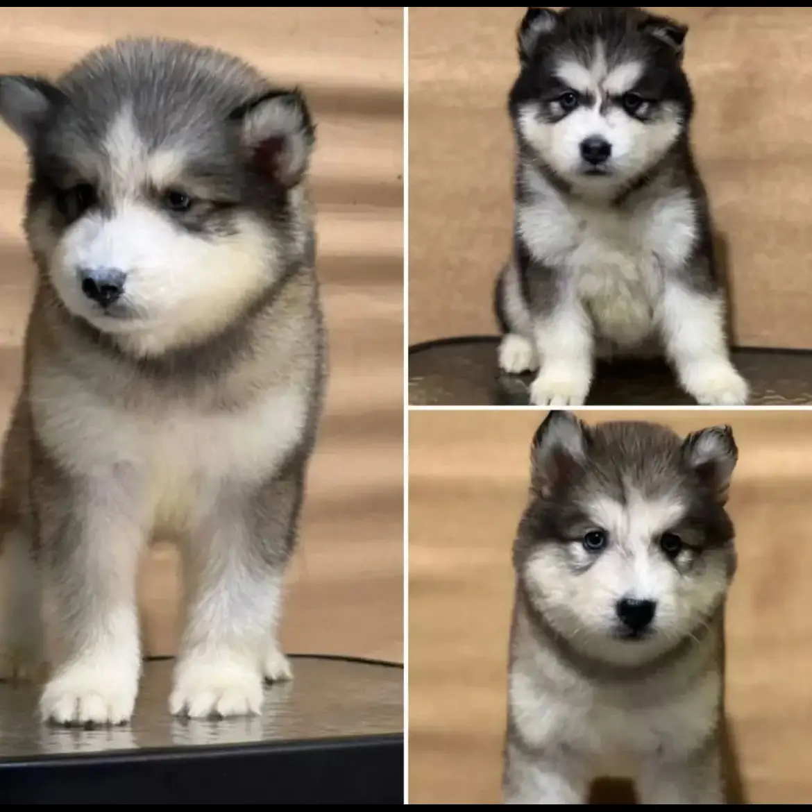 open-adopt-siberian-husky-betina-CBZLWD6EY2