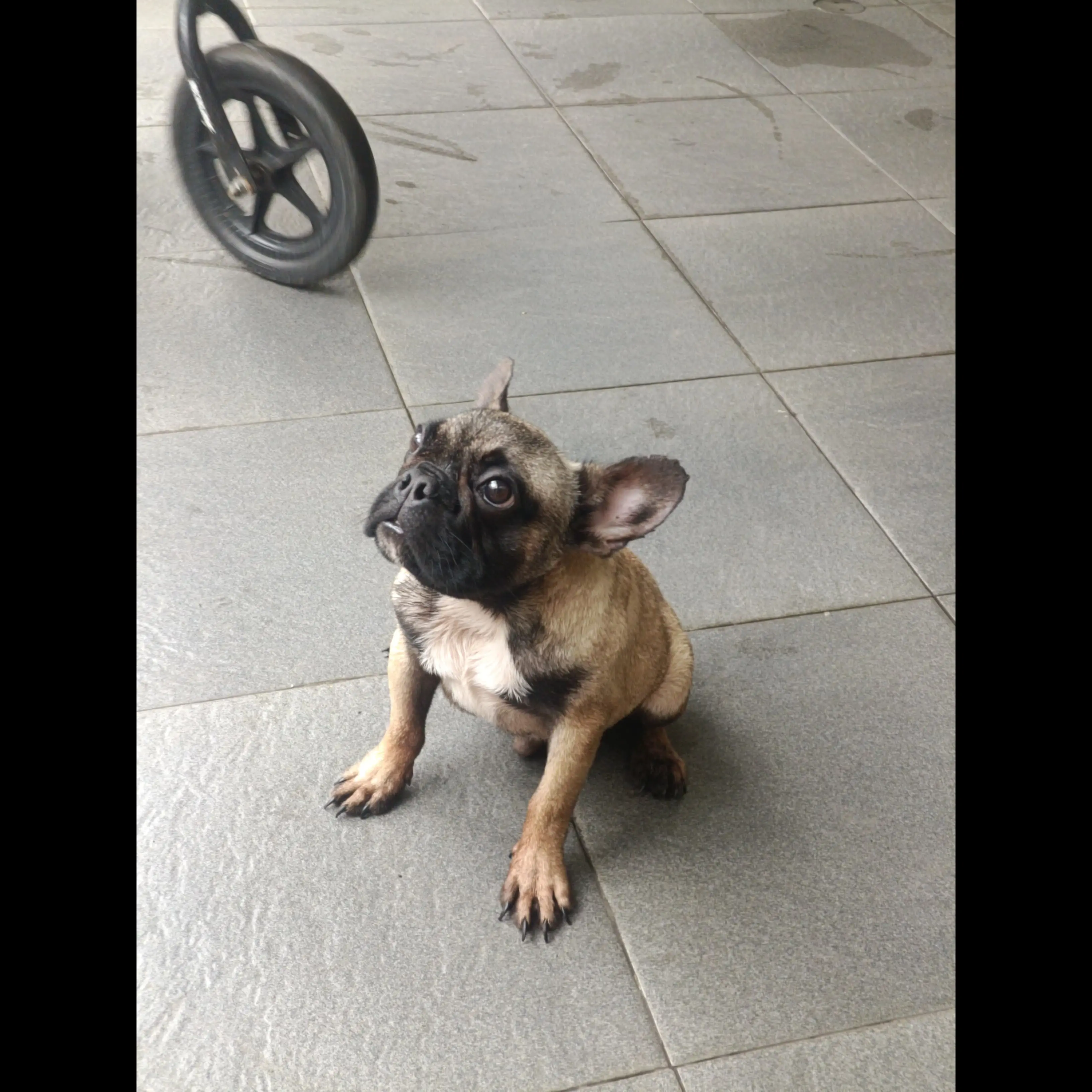 open-adopt-french-bulldog-ANNJBCPOE7