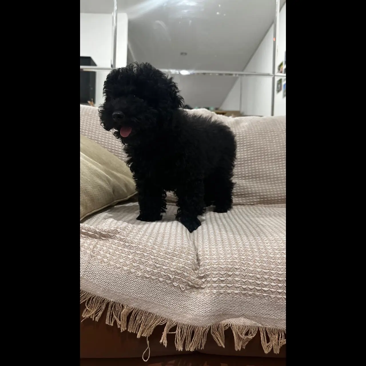 open-adopt-black-poodle-S6H0UJ97TR