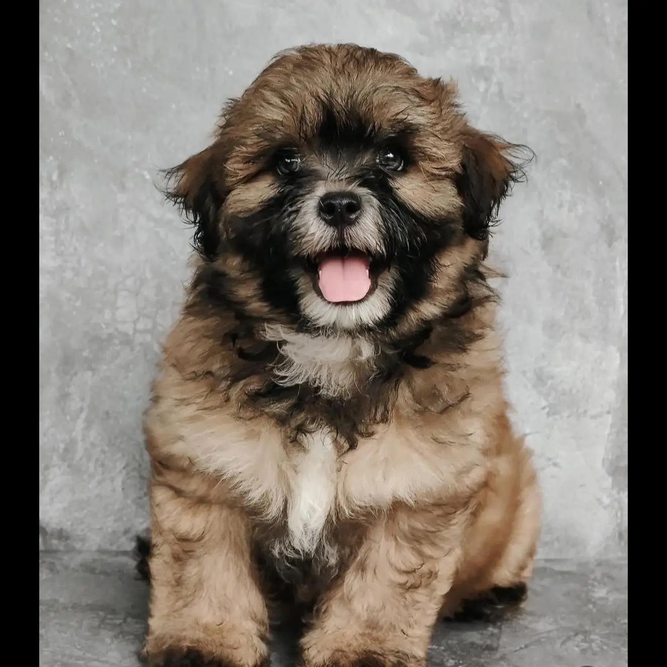 open-adopt-shihtzu-x-poodle-YAXXOG5FD0