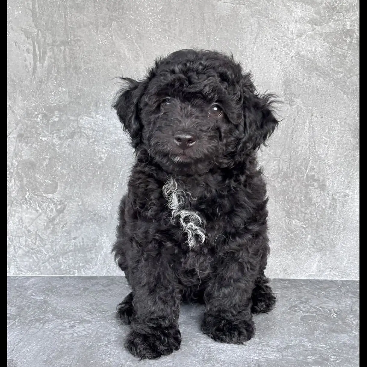 open-adopt-black-poodle-7CJ24D7R3O