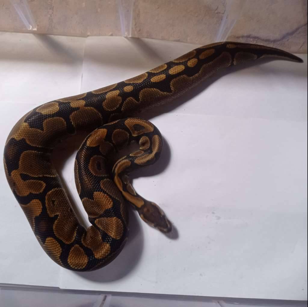 female-normal-het-pied-100-BFHYA0QAXT