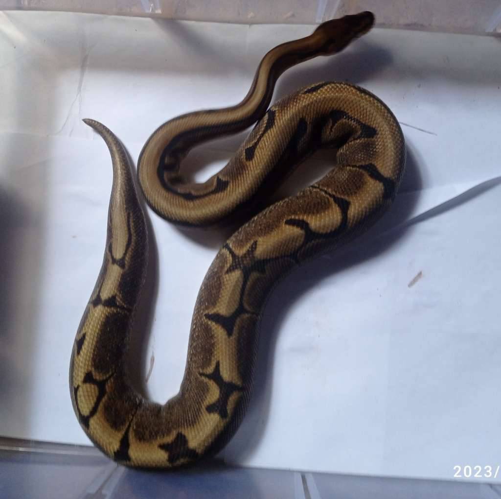 spider-het-pied-100-male-3K0JE4TZVZ