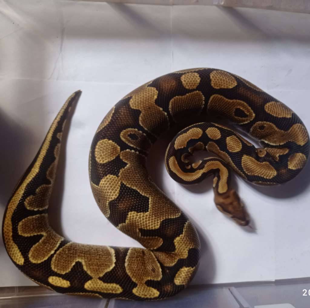 female-fire-het-clown-100-NZWN5ZSR6T