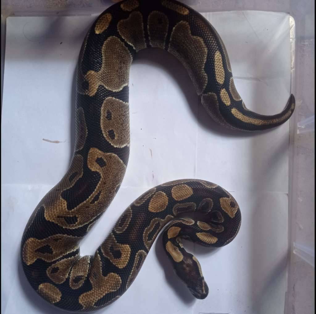 normal-het-albino-100-male-UN2GBRCV26