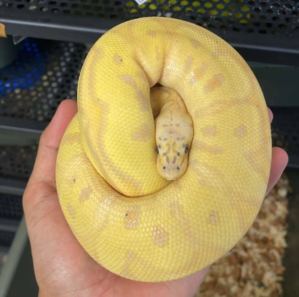 banana-pastel-clown-het-lavender100-QEARMTMFMJ