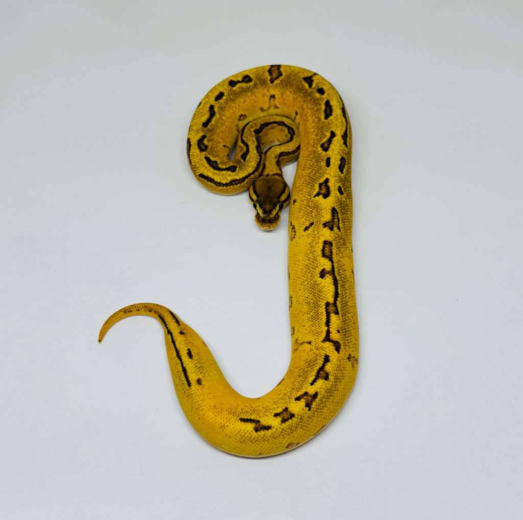 od-fire-pinstripe-female-EB9Q6L9C1G
