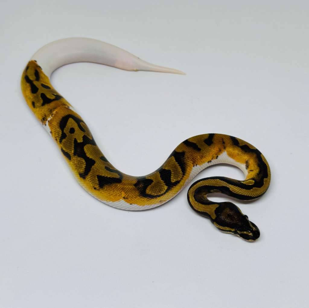 pied-ball-python-ph-albino-male-3OOE144FZZ