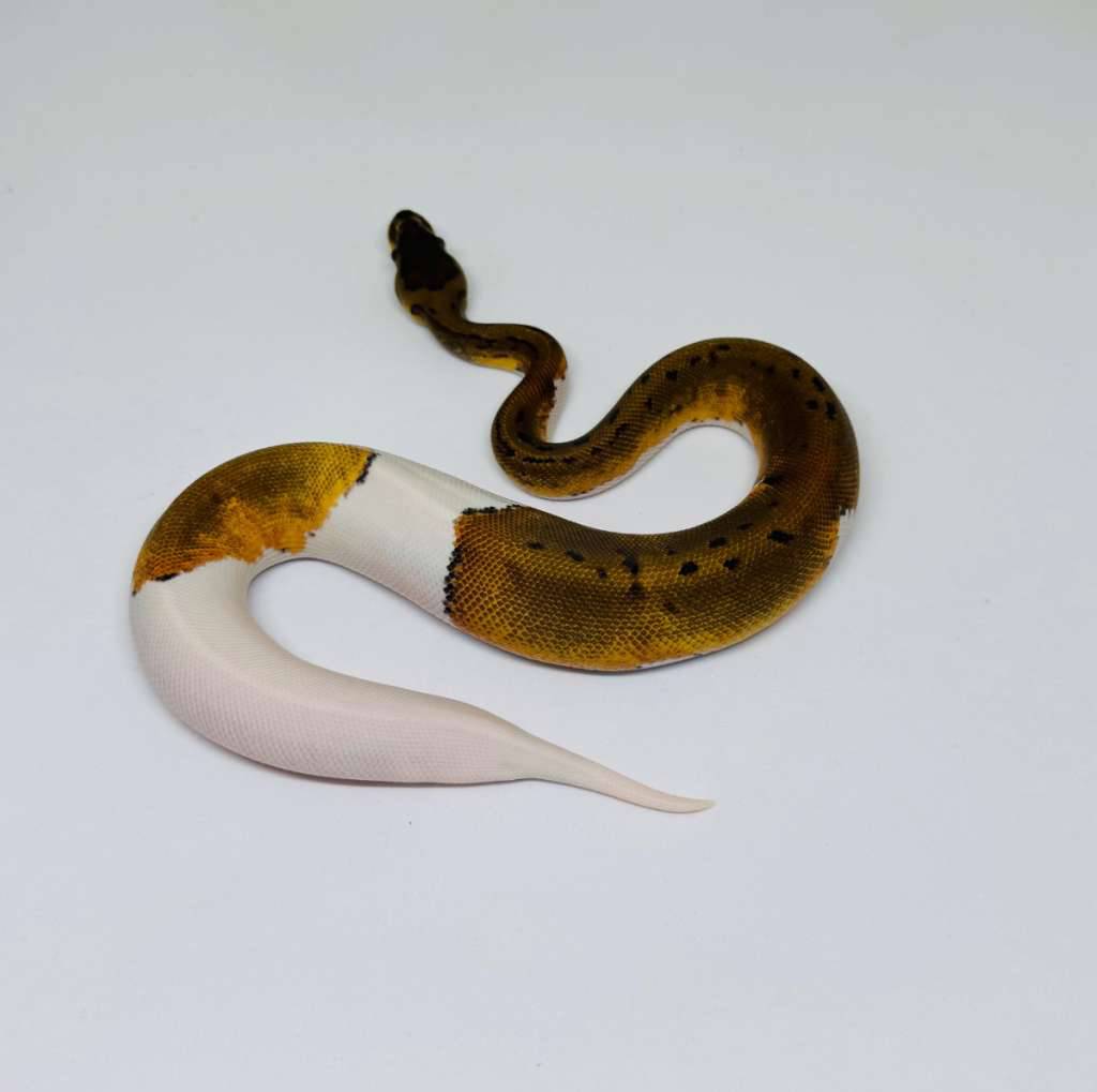 pinstripe-pied-ph-albino-ball-python-male-U63U9L0FSM