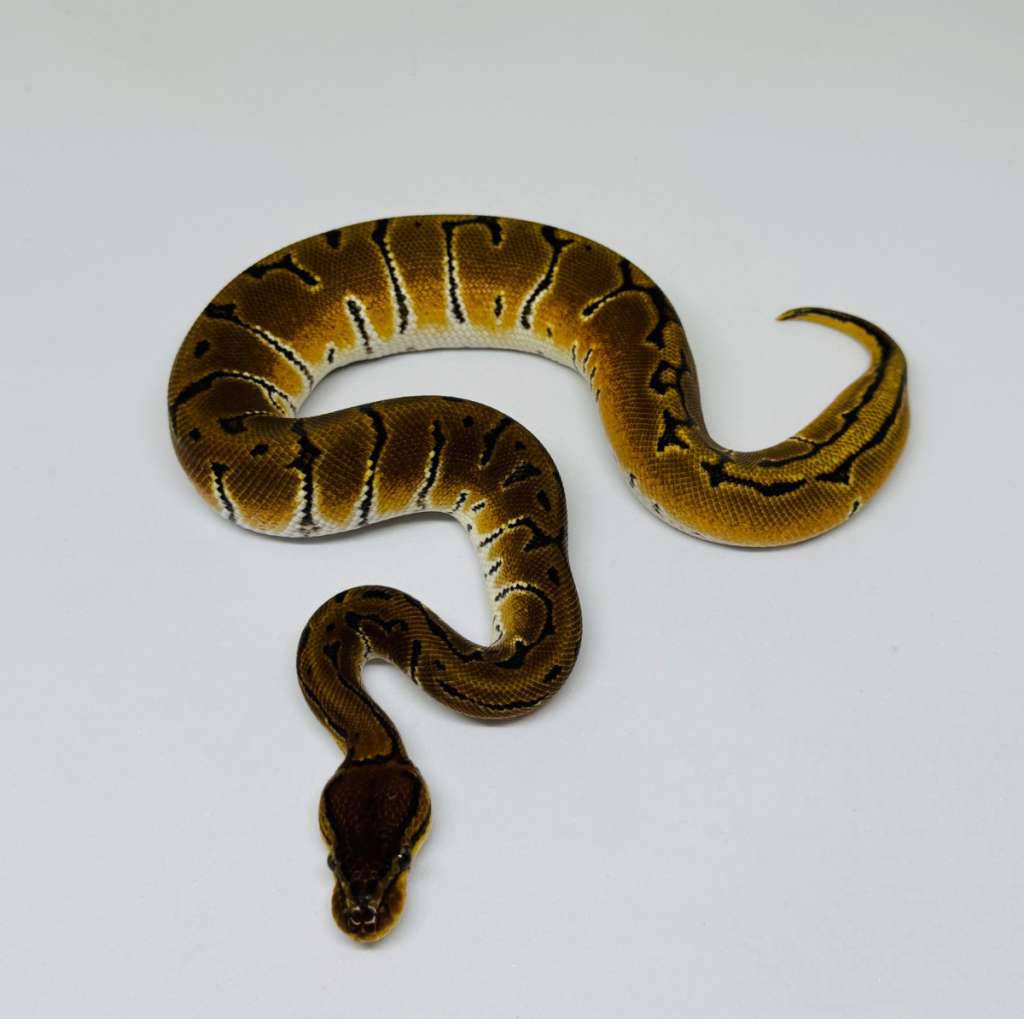 pinstripe-ph-albino-pied-ball-python-male-RGGN31MDGE