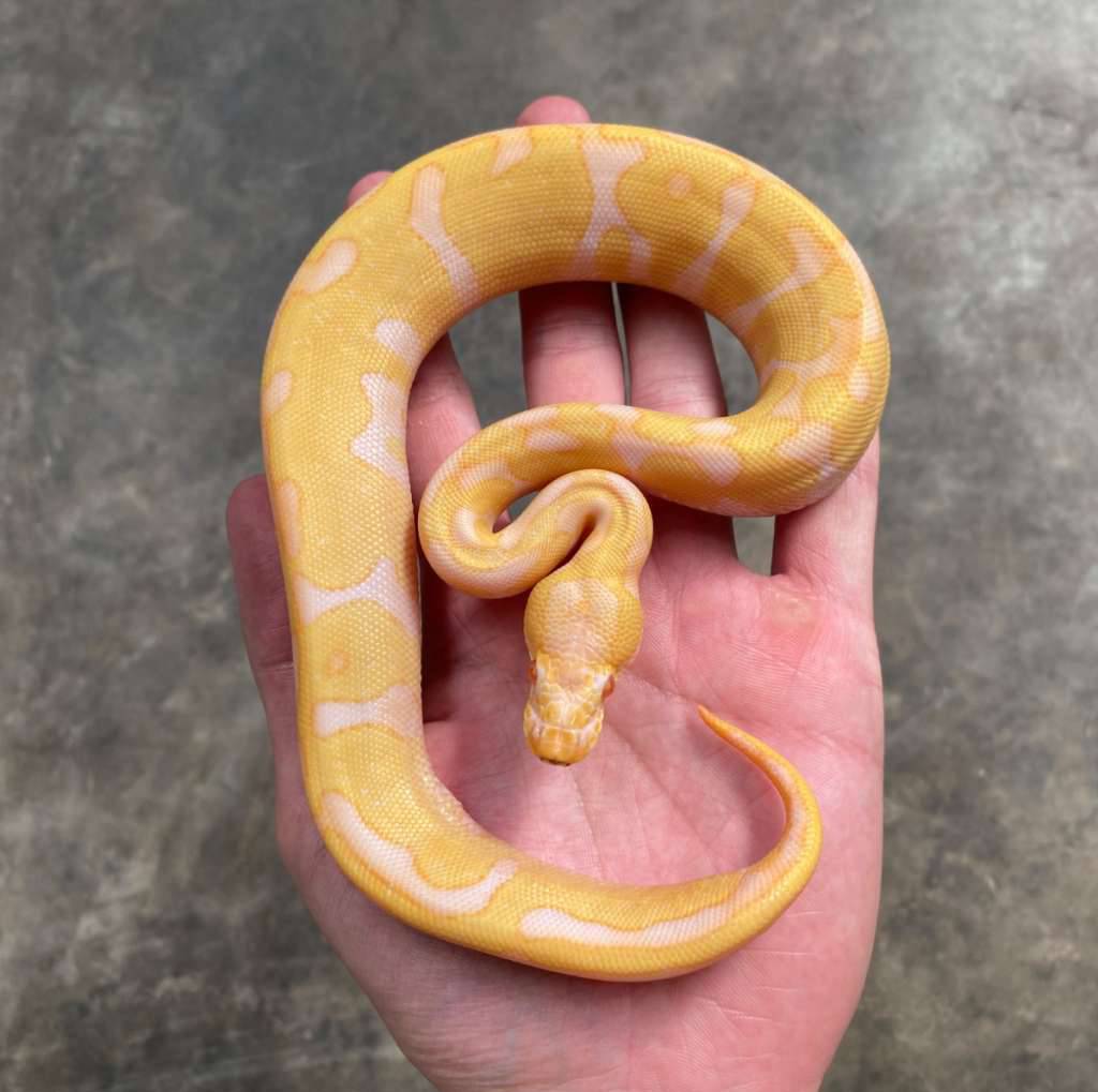 leopard-enchi-albino-NA259RGFNP
