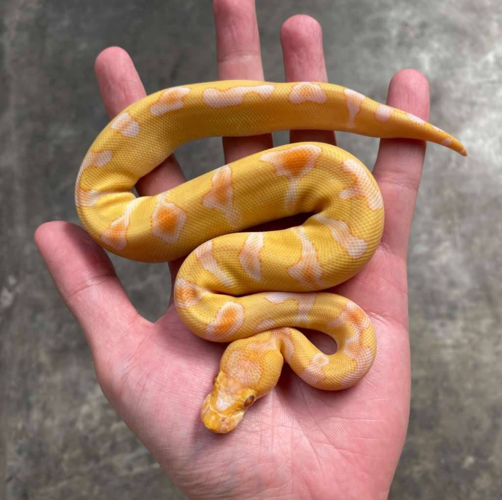 enchi-lavender-clown-YJWA9Q9UJ1