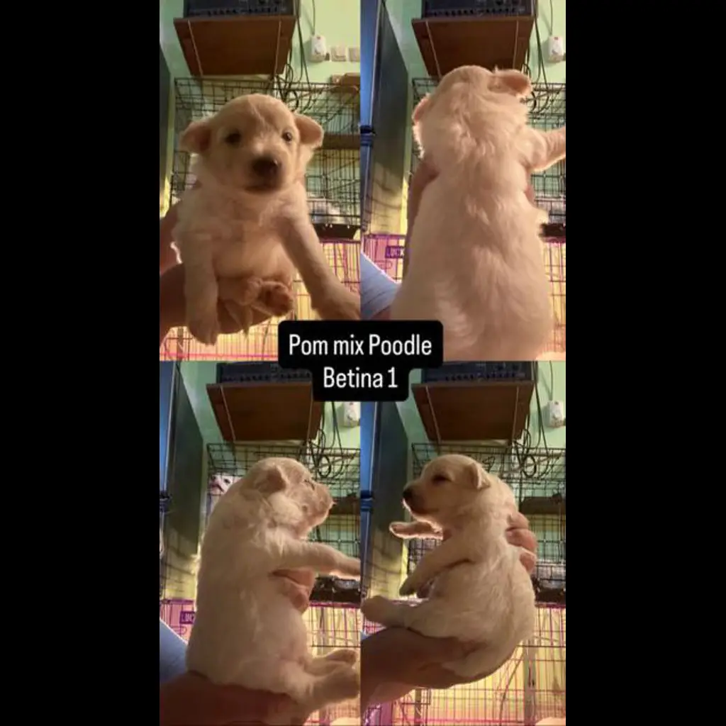 open-adopt-pom-mix-poodle-MD363RVH52