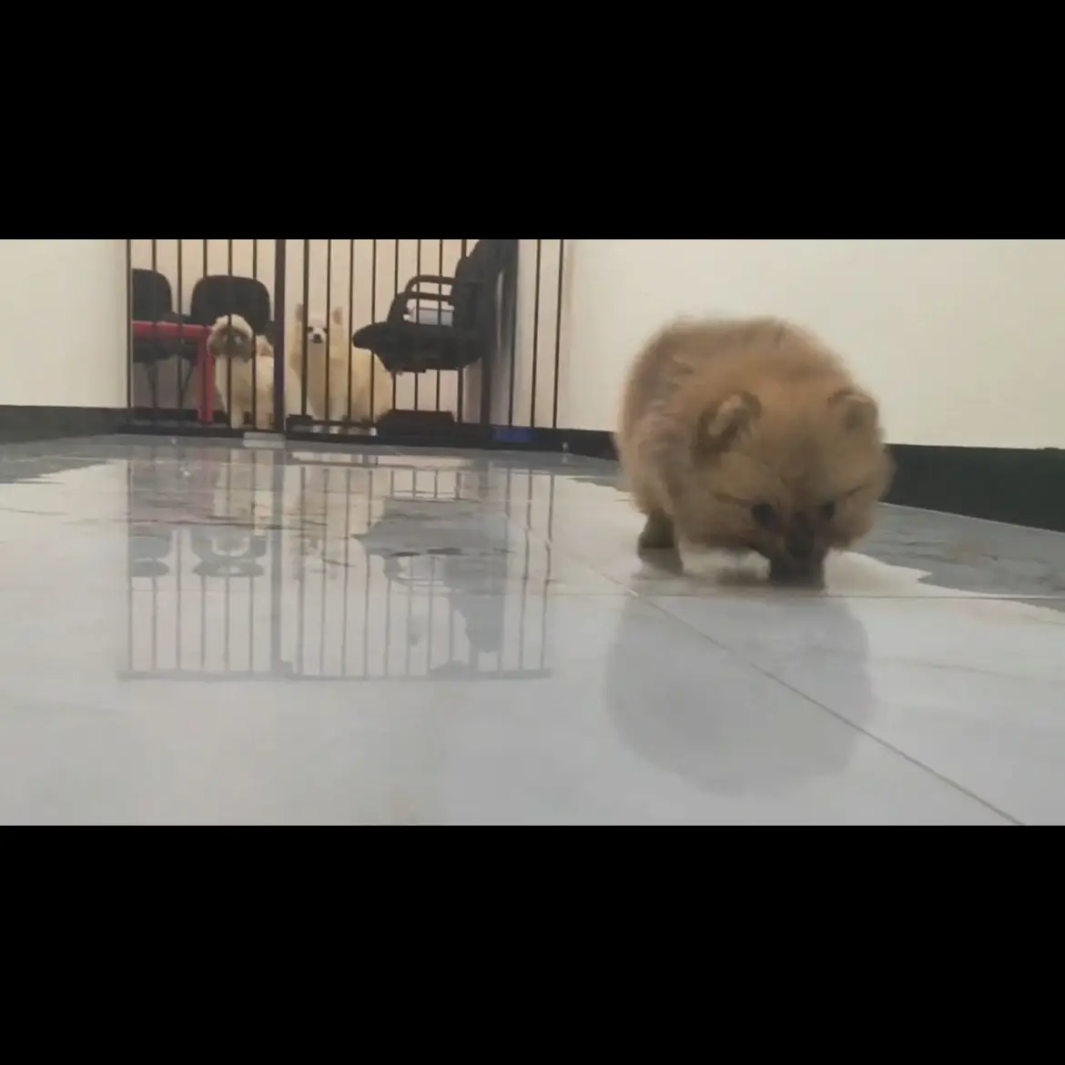 open-adopt-pom-jantan-AZKXDW7URJ
