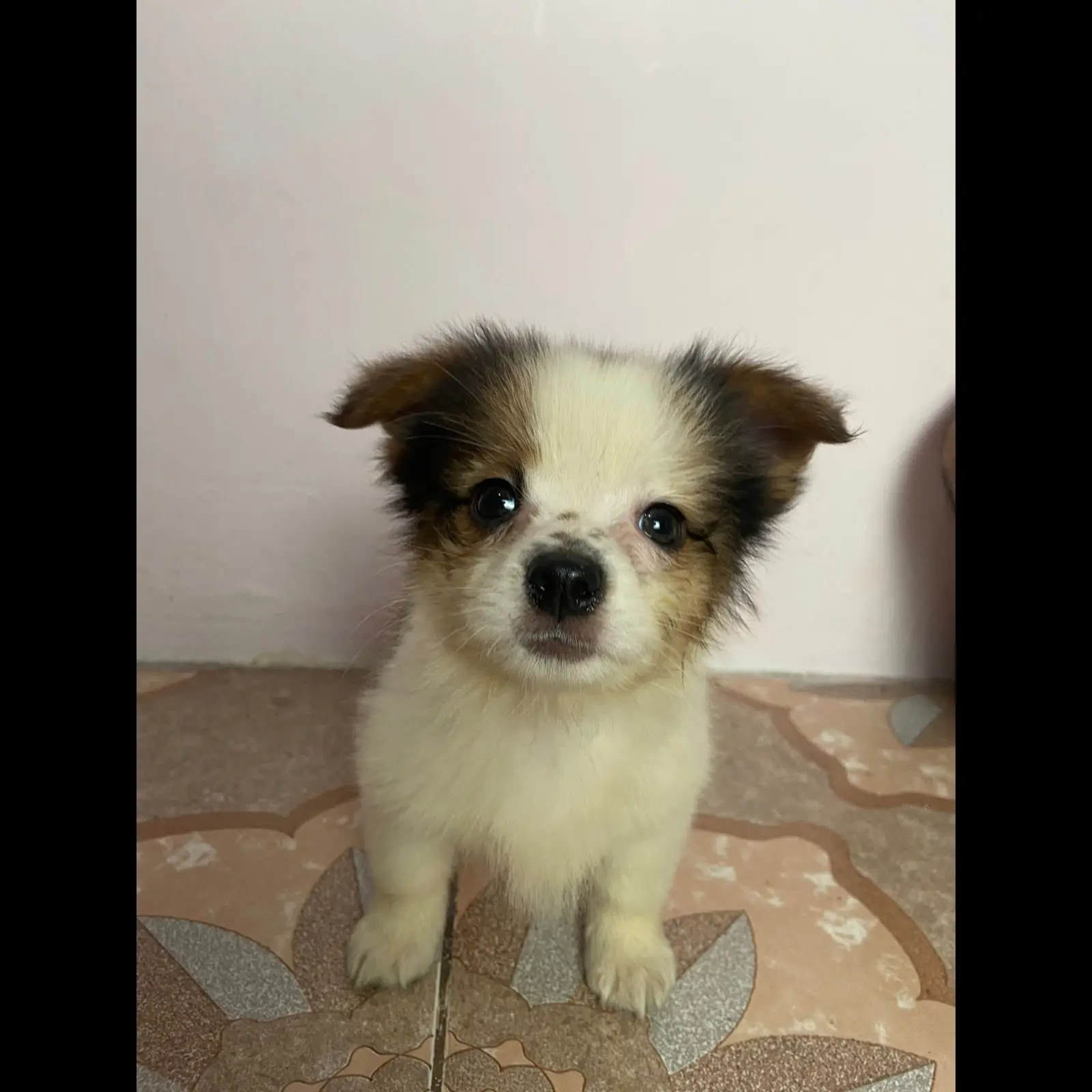 open-adopt-pom-x-shih-tzu-white-V4Y4ECIBY8