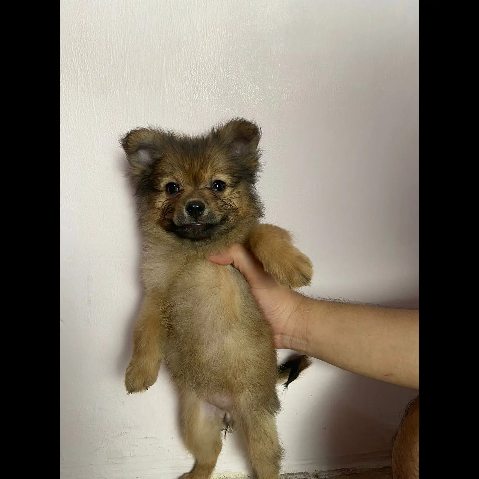 open-adopt-pom-x-shih-tzu-choco-POXFB2RU32