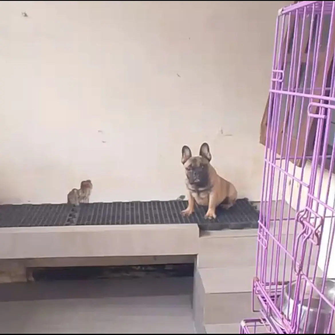 open-adopt-french-bulldog-jantan--2X9ROHD75O