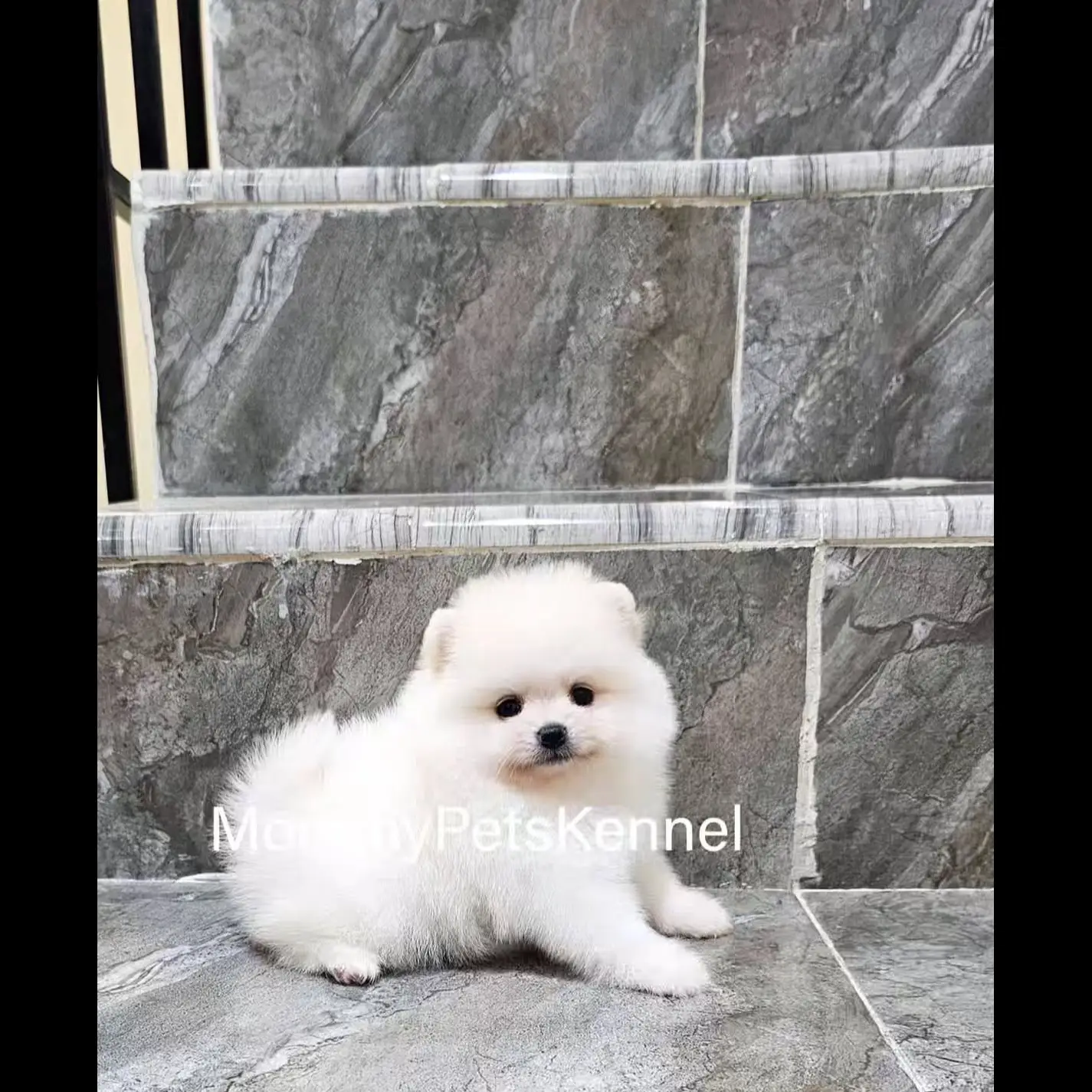 open-adopt-pom-betina-broken-white-DDO1VRJD1K