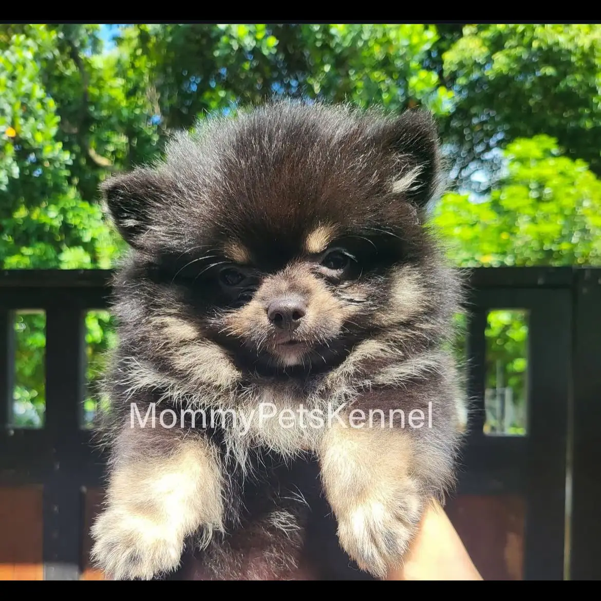 open-adopt-pom-jantan-black-tan-SHMB3LBW24