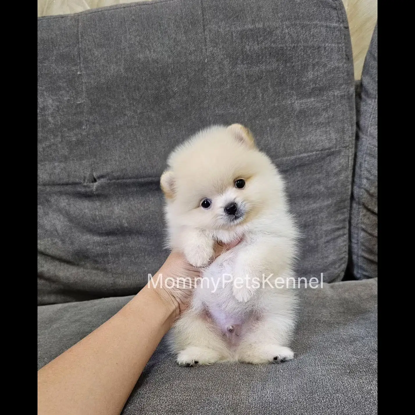 open-adopt-pom-jantan-tea-cup-UHVRR20UFH