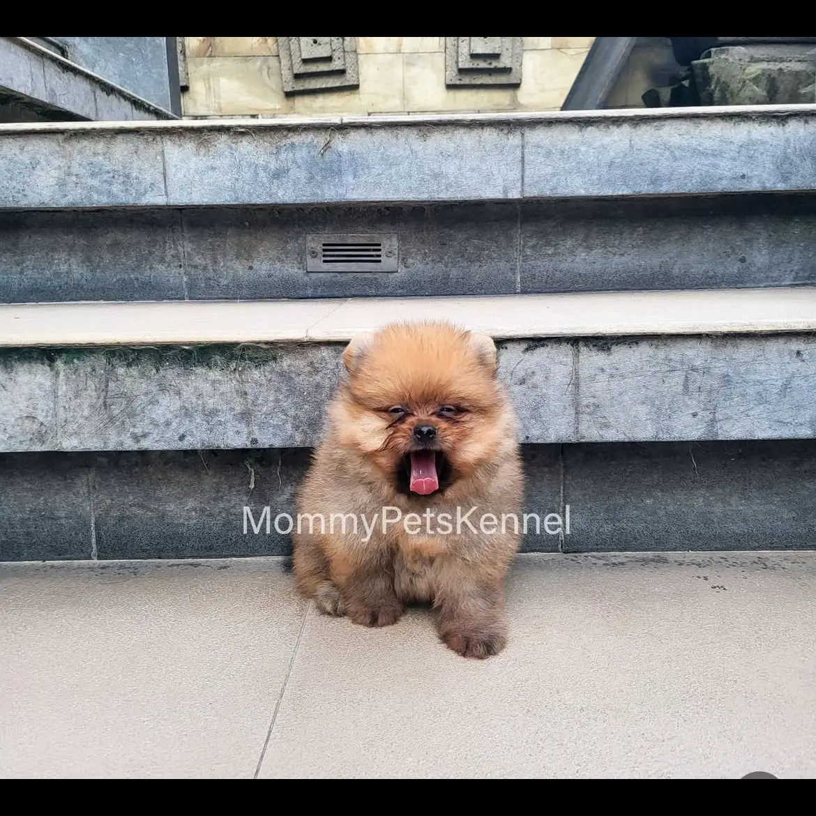 open-adopt-pom-jantan-XYRUSSBD1L