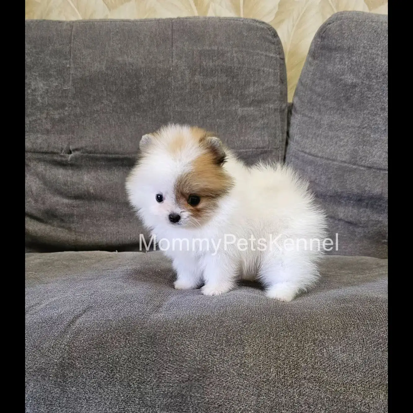 open-adopt-pom-jantan-bajak-laut-VCZJ98MUE2