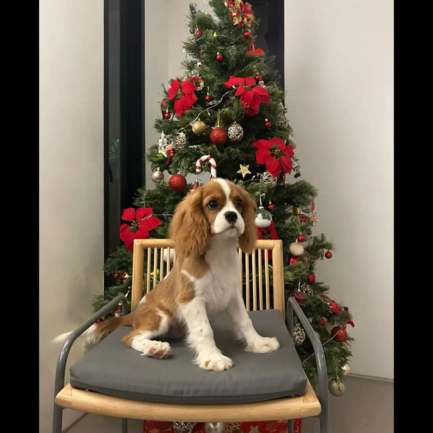 open-adopt-cavalier-king-charles-spaniel-JBUH6FT0GT
