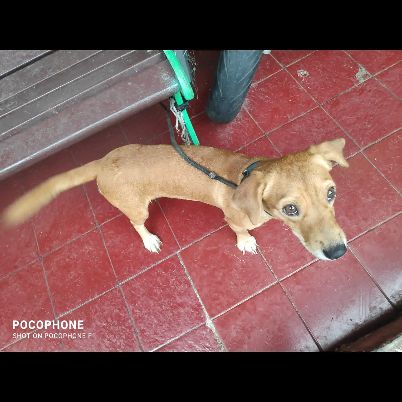 open-adopt-betina-tekel-VHR1JGWPZP