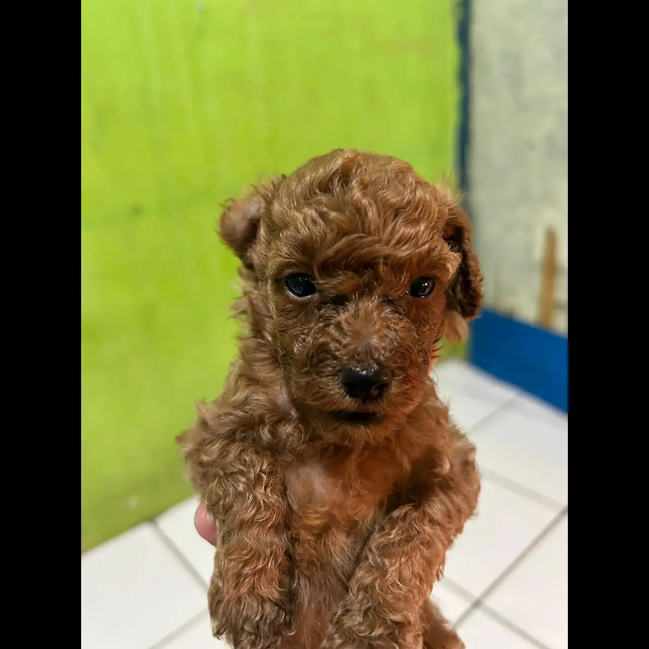 open-adopt-toy-poodle-N51NDB1GOL